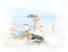 LoneCypress (17MileDrive) © SHoe